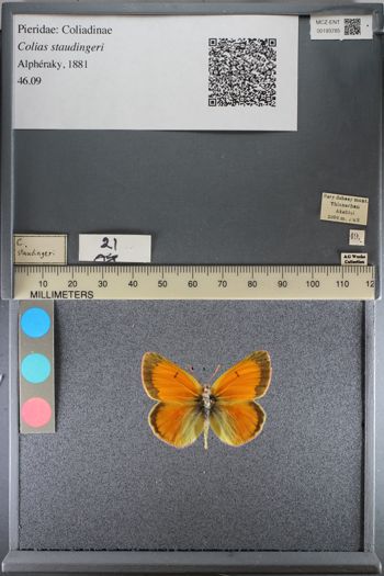 Media type: image;   Entomology 193785